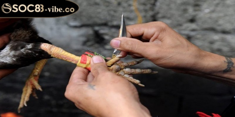 Đá gà cựa dao - Đắm chìm trong các trận đấu kịch tính 1 Đá gà cựa dao là một hình thức giải trí đang rất được ưa chuộng