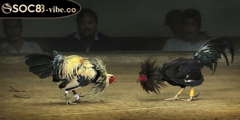 Đá gà cựa dao - Đắm chìm trong các trận đấu kịch tính 3 Các kinh nghiệm đá gà cựa dao thành công cho bạn