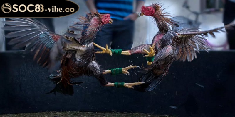 Đá gà cựa dao - Đắm chìm trong các trận đấu kịch tính 2 Luật chơi chi tiết cần biết của đá gà cựa dao