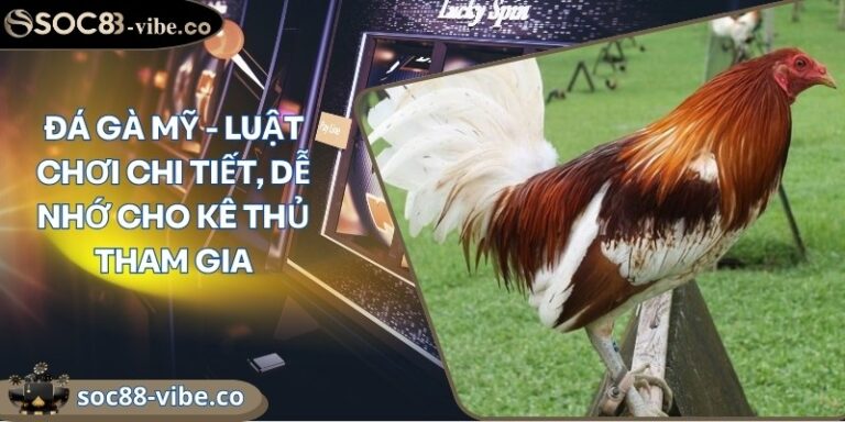 Đá gà Mỹ - Luật chơi chi tiết, dễ nhớ cho kê thủ tham gia 1 da ga my
