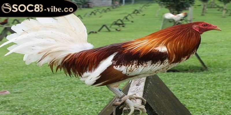 Đá gà Mỹ - Luật chơi chi tiết, dễ nhớ cho kê thủ tham gia 3 Mỗi chiến kê tham gia đá gà Mỹ đều có đặc điểm riêng biệt và vô cùng độc đáo
