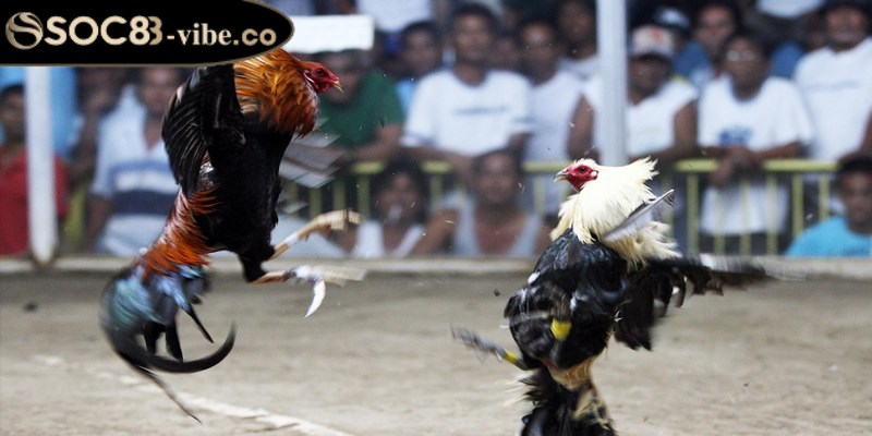 Đá gà Mỹ - Luật chơi chi tiết, dễ nhớ cho kê thủ tham gia 2 Nắm rõ các nguyên tắc cơ bản cũng như các quy định trong ván đấu gà Mỹ