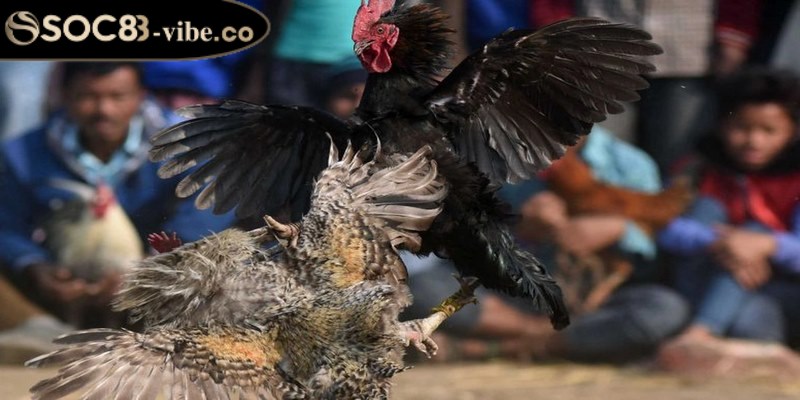 Đá gà Philippines - Cùng khám phá những trận đấu đỉnh cao 2 Đá gà Philippines mang đến nhiều loại hình hấp dẫn khi cá cược