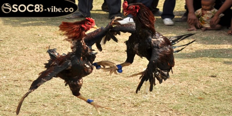 Đá gà Thomo - Sảnh cược thỏa mãn những đam mê 1 Đá gà Thomo được xem là một loại hình đá gà phổ biến hiện nay