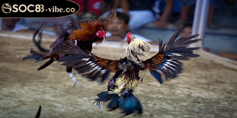Đá gà Thomo - Sảnh cược thỏa mãn những đam mê 3 Cách phân định thắng thua trong đá gà Thomo